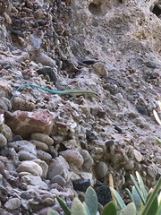 Anatololacerta pelasgiana