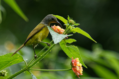 Aethopyga gouldiae