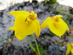 Disa tenuifolia