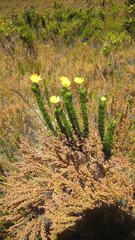 Euryops pinnatipartitus