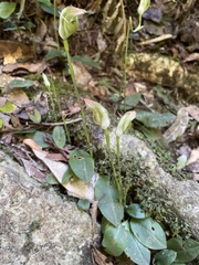Pterostylis hildae