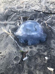 Rhizostoma pulmo
