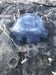 Rhizostoma pulmo