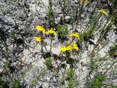 Disa tenuifolia