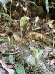 Pterostylis hildae