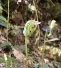 Pterostylis hildae
