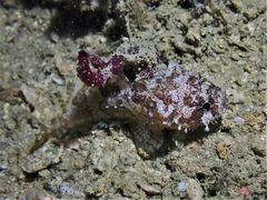 Batrachomoeus trispinosus