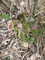 Mitriostigma axillare