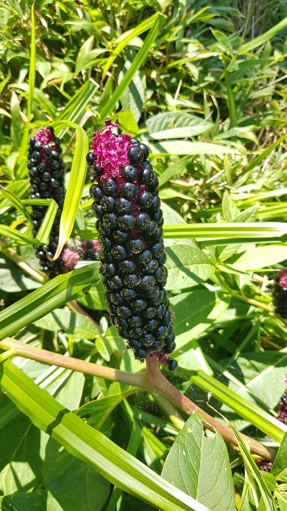 Chinese Pokeweed