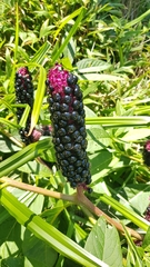 Phytolacca polyandra