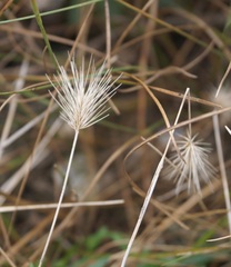 Hordeum geniculatum