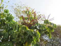 Heptapleurum actinophyllum