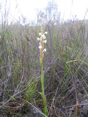 Satyrium acuminatum