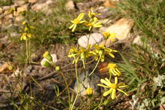 Senecio carroensis
