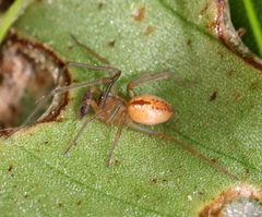 Cheiramiona clavigera