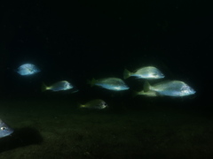Umbrina canariensis