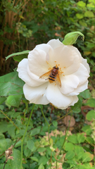 Volucella zonaria