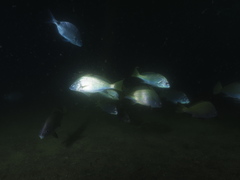 Umbrina canariensis