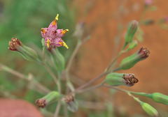 Lopholaena segmentata