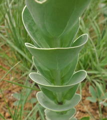 Lopholaena segmentata