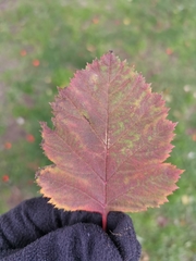 Crataegus sanguinea