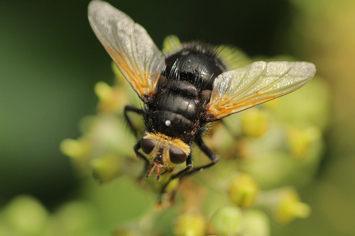 Yellow-faced Fly, photo 3 of 9