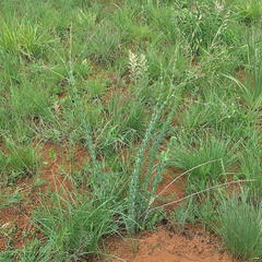 Lopholaena segmentata