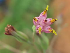 Lopholaena segmentata
