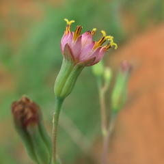 Lopholaena segmentata