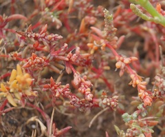Petrosimonia oppositifolia