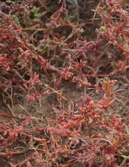 Petrosimonia oppositifolia