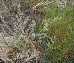 Atriplex pedunculata