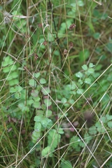 Sanguisorba minor