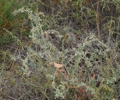 Atriplex pedunculata