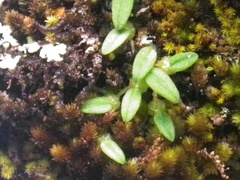 Bulbophyllum pygmaeum