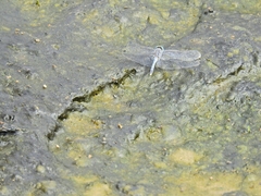 Diplacodes trivialis