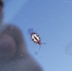 Crioceris paracenthesis