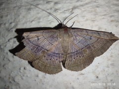 Entomogramma fautrix