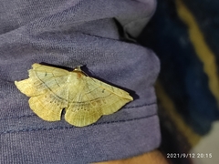 Entomogramma fautrix