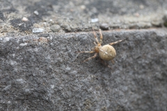 Araneus diadematus