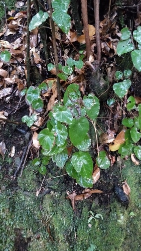 Epimedium pinnatum, photograph 2