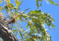 Cussonia paniculata sinuata