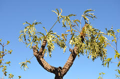 Cussonia paniculata sinuata