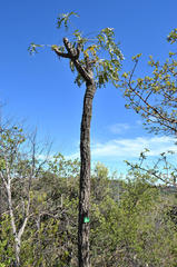 Cussonia paniculata sinuata
