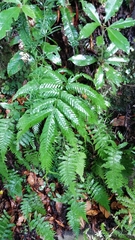 Pteris incompleta image