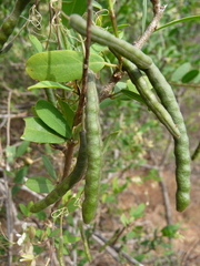 Cadaba fruticosa