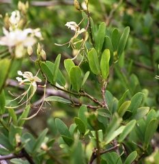 Cadaba fruticosa