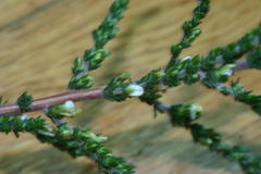 Aspalathus hispida albiflora
