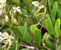 Cadaba fruticosa