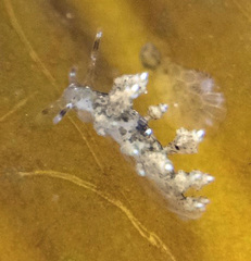 Eubranchus rustyus
